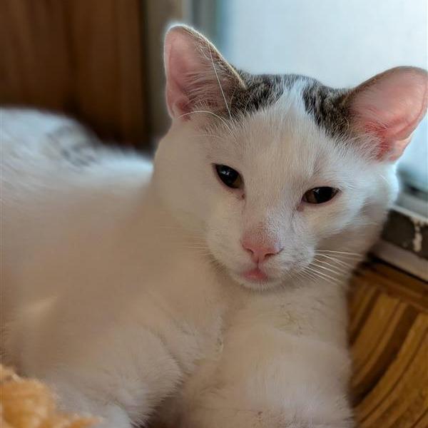 Enlarge Luther, a Adoptable Domestic Short Hair in Bentonville, AR image 3/3