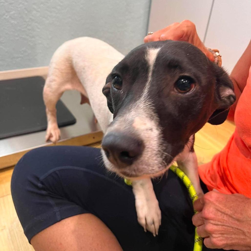 Enlarge Muffin, a Adoptable mixed breed in Seminole, FL image 1/1