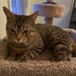 Enlarge Finian, a ADOPTABLE Domestic Short Hair in Scarborough, ON image 6/6