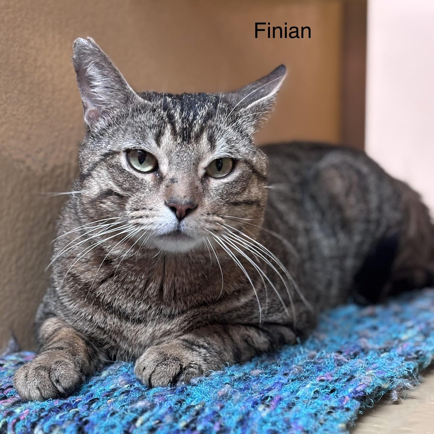 Enlarge Finian, a ADOPTABLE Domestic Short Hair in Scarborough, ON image 3/6
