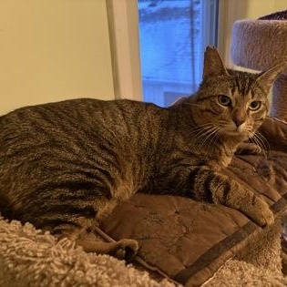 Enlarge Finian, a ADOPTABLE Domestic Short Hair in Scarborough, ON image 5/6