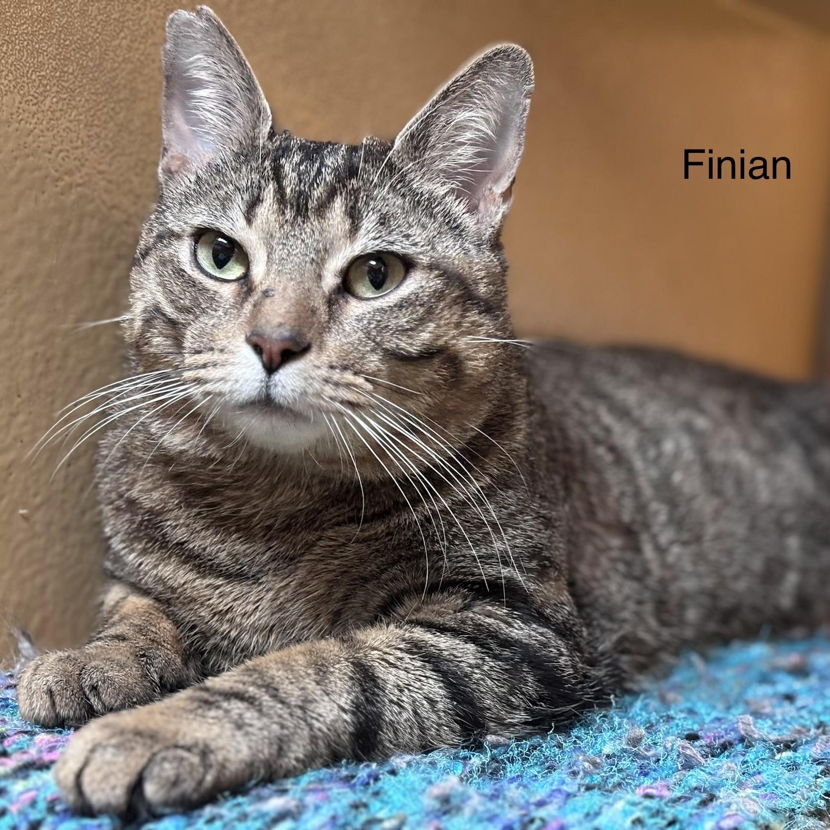 Finian, ADOPTABLE, Adult Male Domestic Short Hair.