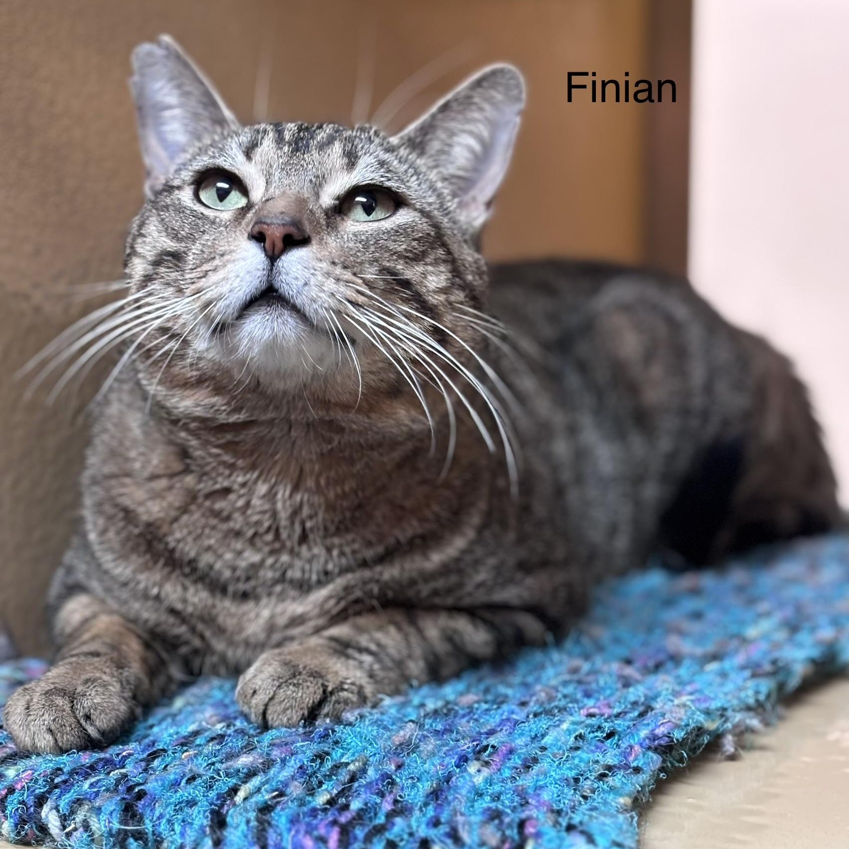 Enlarge Finian, a ADOPTABLE Domestic Short Hair in Scarborough, ON image 2/6
