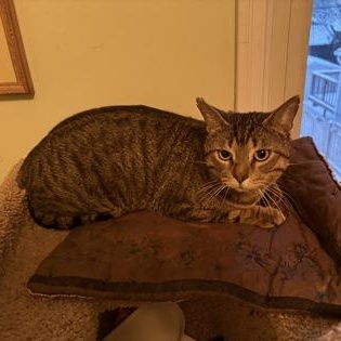 Enlarge Finian, a ADOPTABLE Domestic Short Hair in Scarborough, ON image 4/6