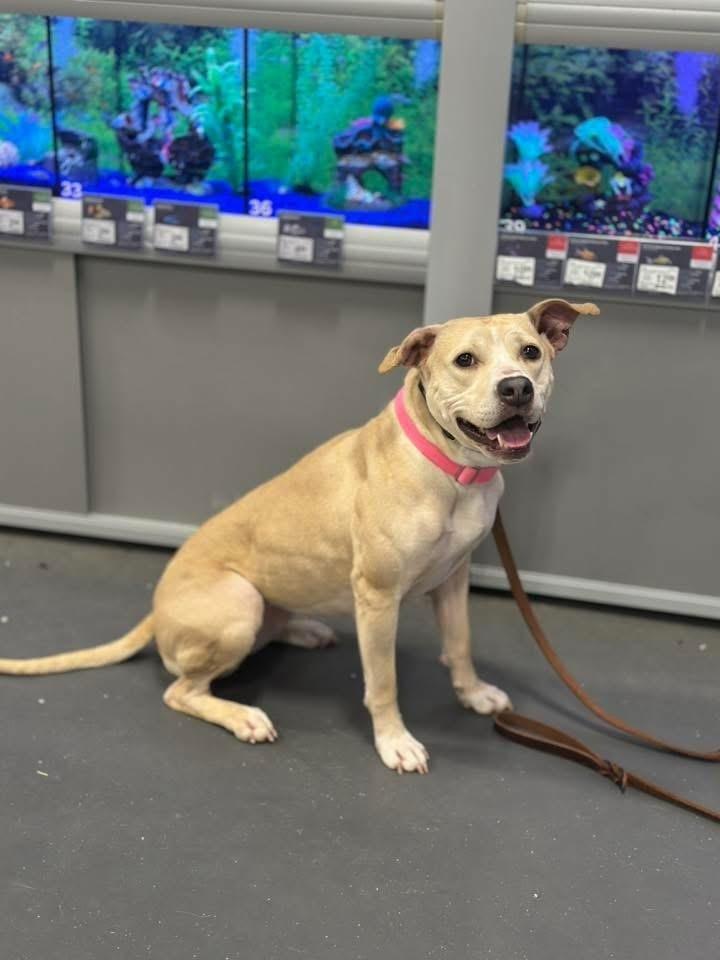 Enlarge Twinkle, a Adoptable mixed breed in Xenia, OH image 3/6