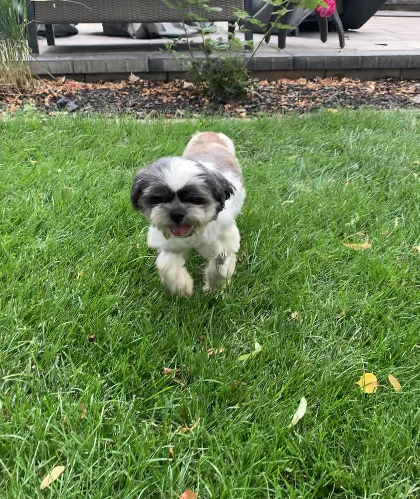Enlarge Shih Tzu - Olivia bonded pair with Grace Ann, a Adoptable Shih Tzu in Omaha, NE image 1/6
