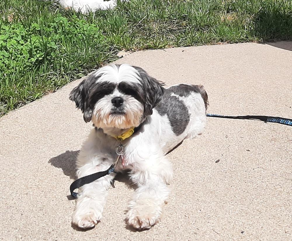 Enlarge Shih Tzu - Olivia bonded pair with Grace Ann, a Adoptable Shih Tzu in Omaha, NE image 2/6