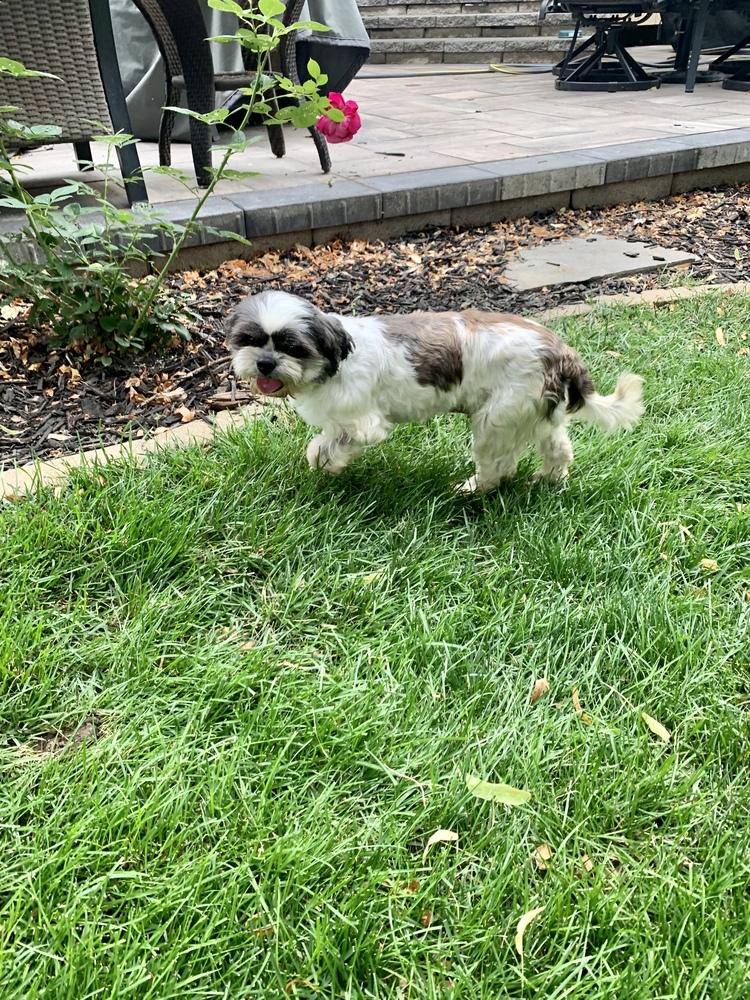 Enlarge Shih Tzu - Olivia bonded pair with Grace Ann, a Adoptable Shih Tzu in Omaha, NE image 3/6