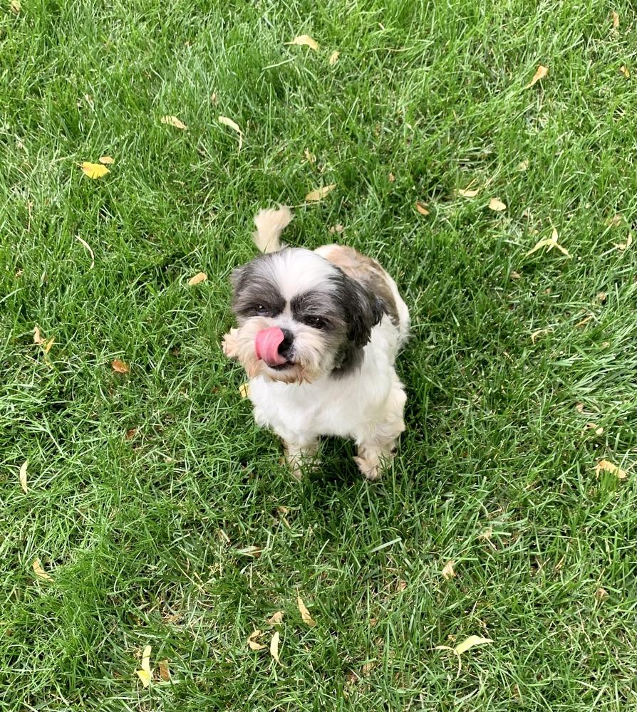 Enlarge Shih Tzu - Olivia bonded pair with Grace Ann, a Adoptable Shih Tzu in Omaha, NE image 4/6