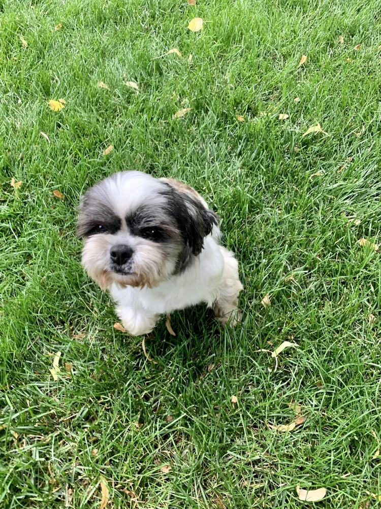 Enlarge Shih Tzu - Olivia bonded pair with Grace Ann, a Adoptable Shih Tzu in Omaha, NE image 5/6
