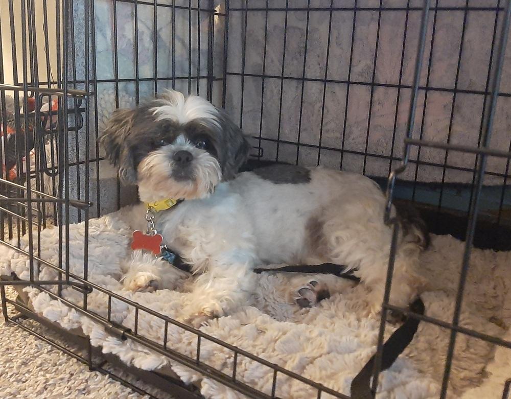 Enlarge Shih Tzu - Olivia bonded pair with Grace Ann, a Adoptable Shih Tzu in Omaha, NE image 6/6