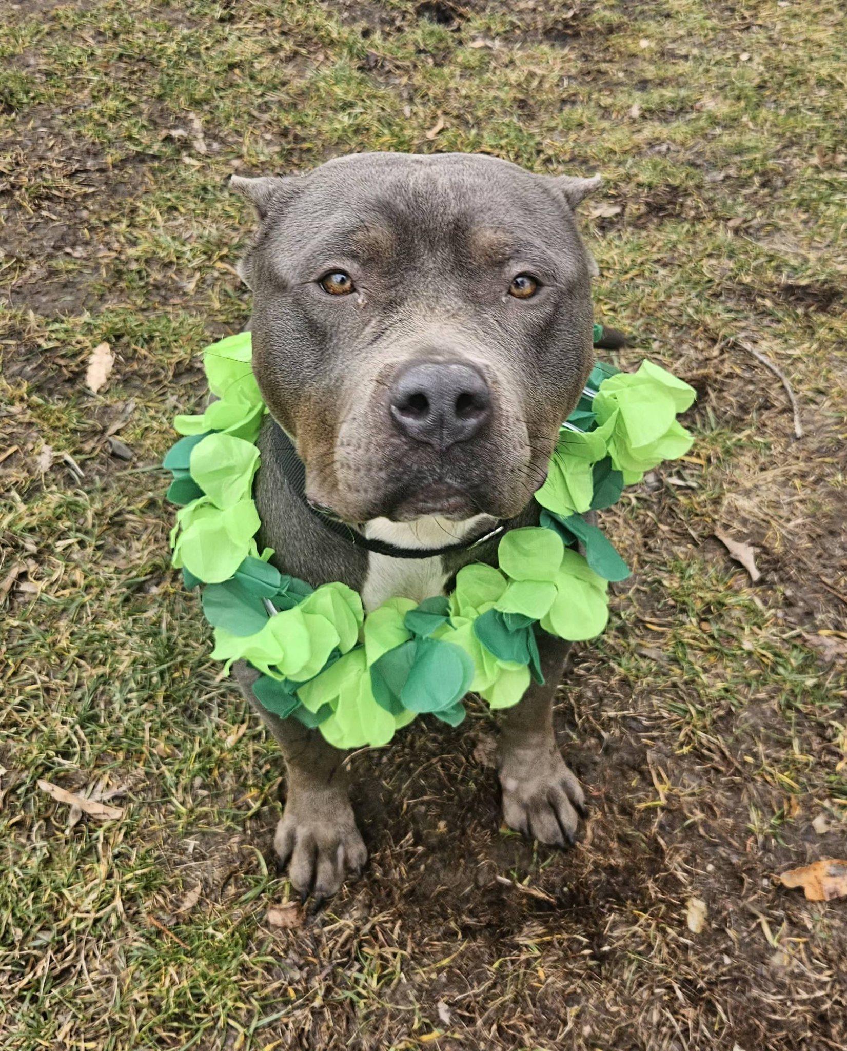 Enlarge Fiona, an adopted mixed breed in New Castle, PA image 4/6