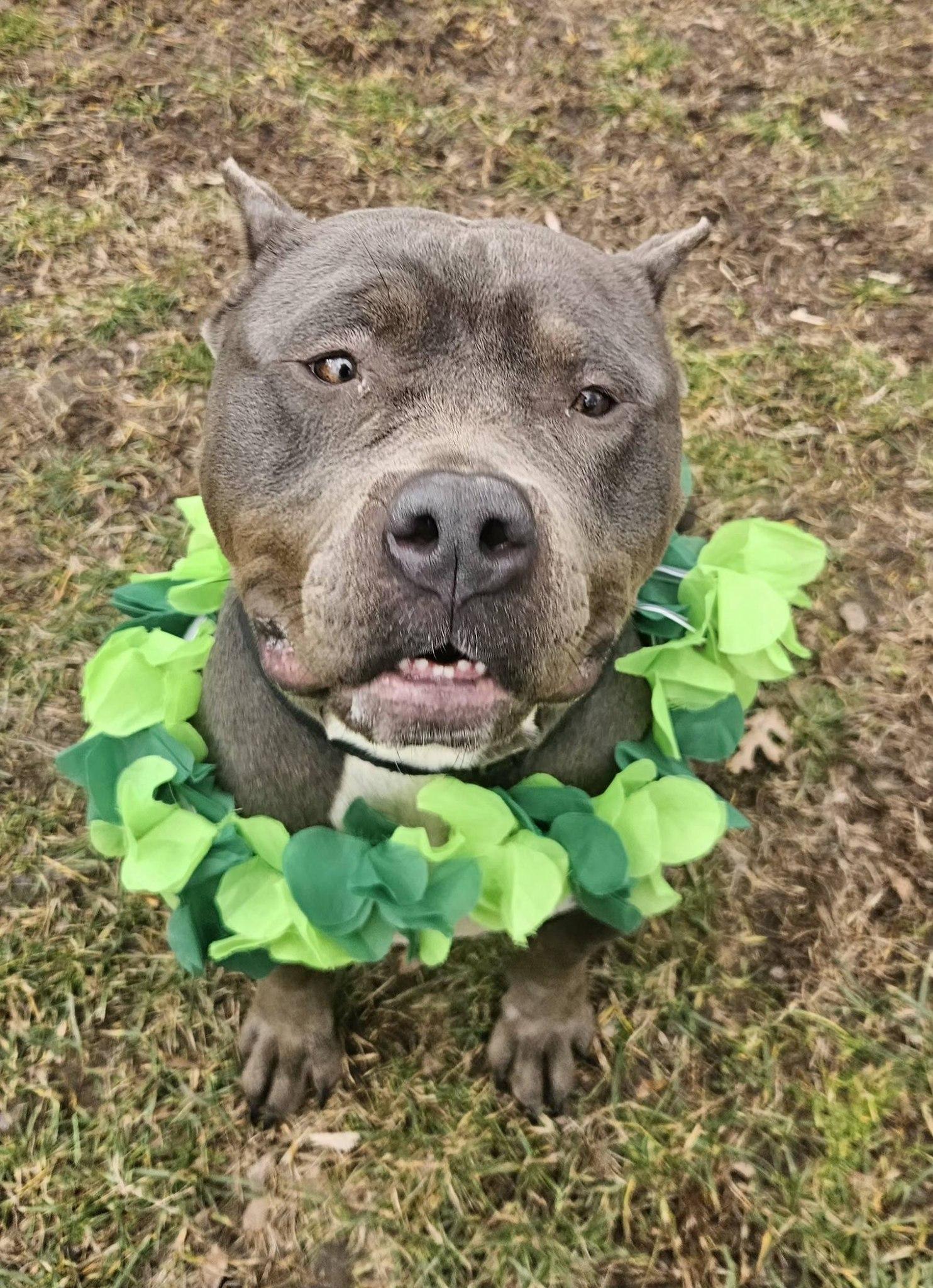 Enlarge Fiona, an adopted mixed breed in New Castle, PA image 1/6