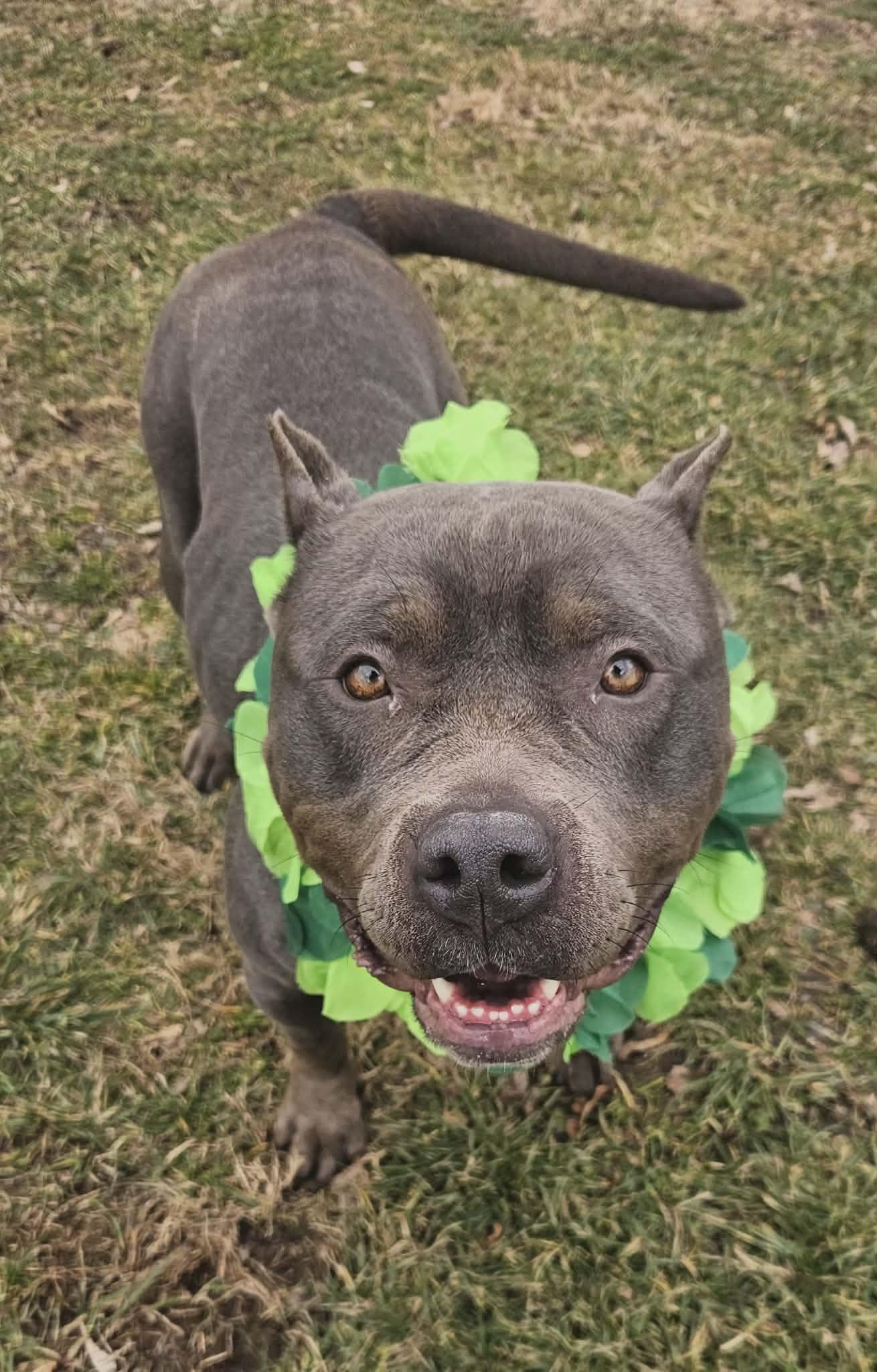 Enlarge Fiona, an adopted mixed breed in New Castle, PA image 3/6