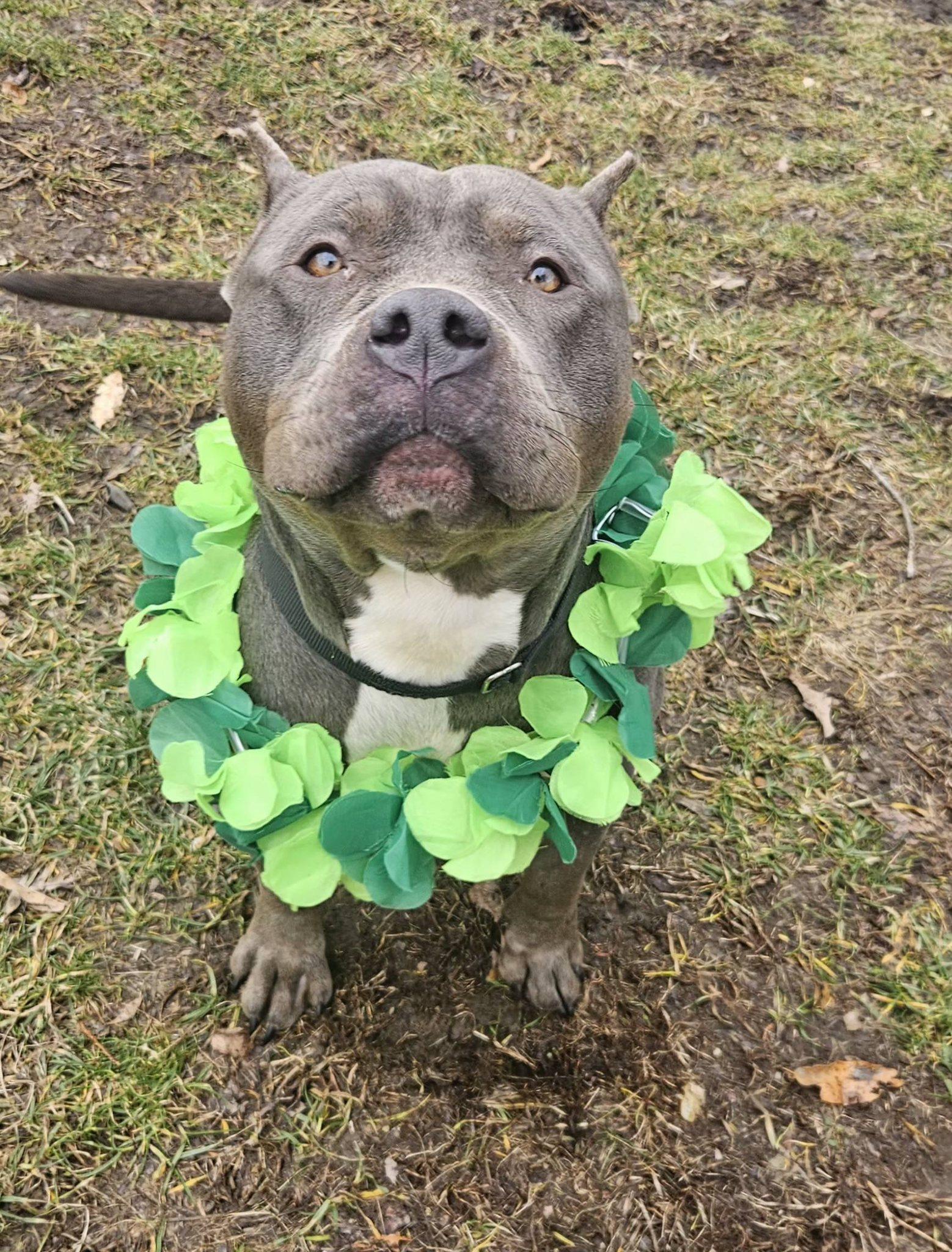 Enlarge Fiona, an adopted mixed breed in New Castle, PA image 6/6