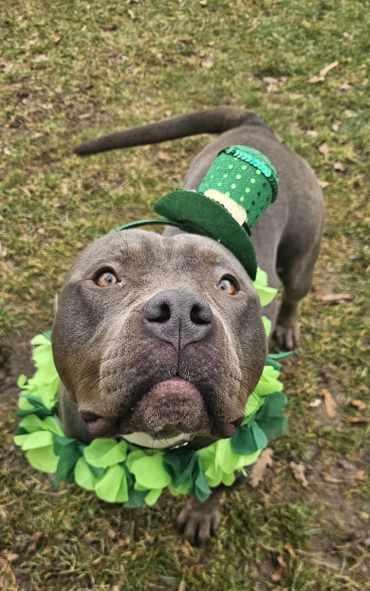 Enlarge Fiona, an adopted mixed breed in New Castle, PA image 2/6