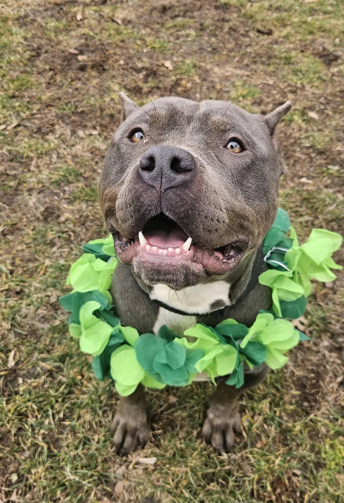 Enlarge Fiona, an adopted mixed breed in New Castle, PA image 5/6