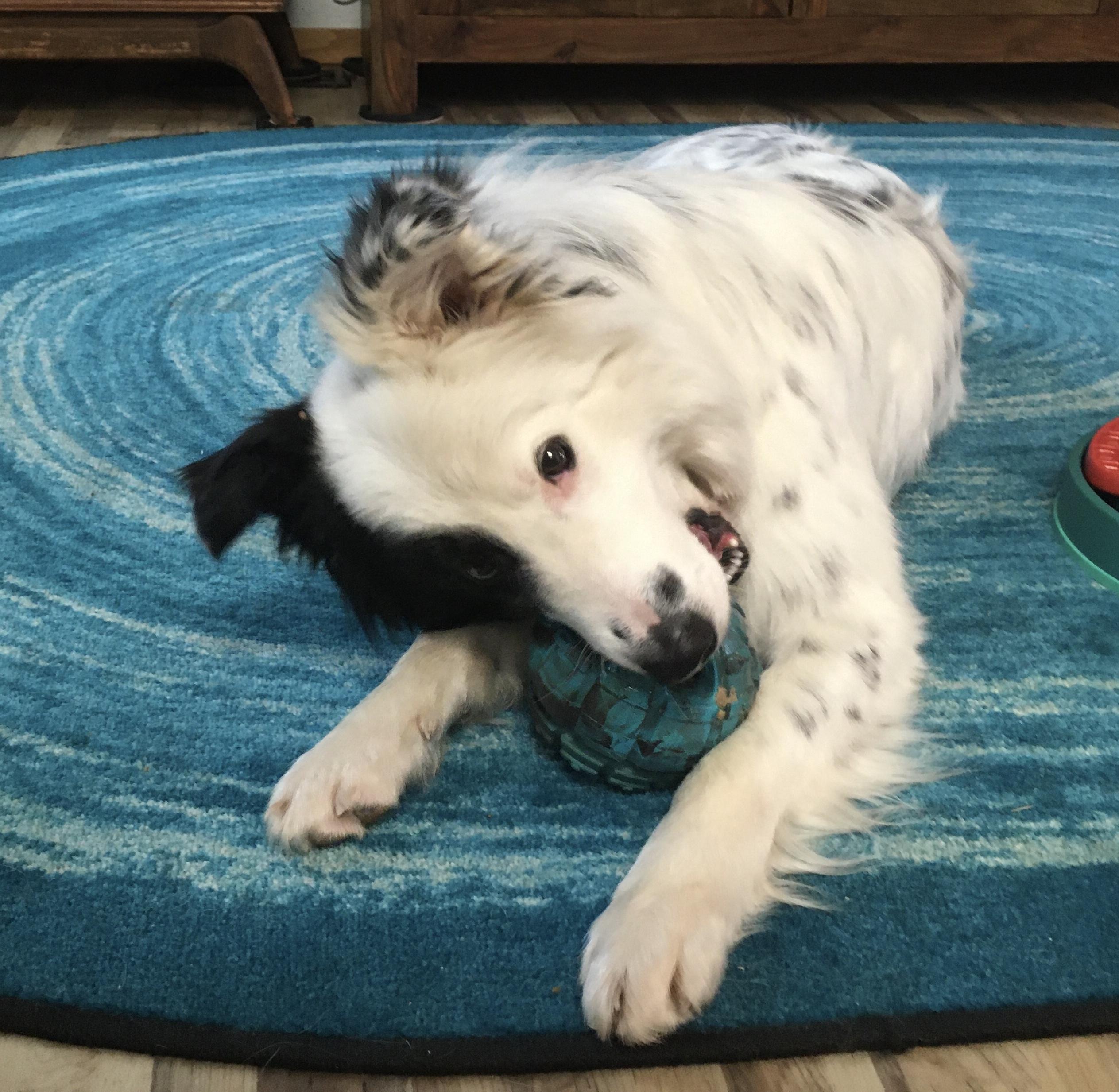 Enlarge Keller, a Adoptable Border Collie in Glenrock, WY image 2/4