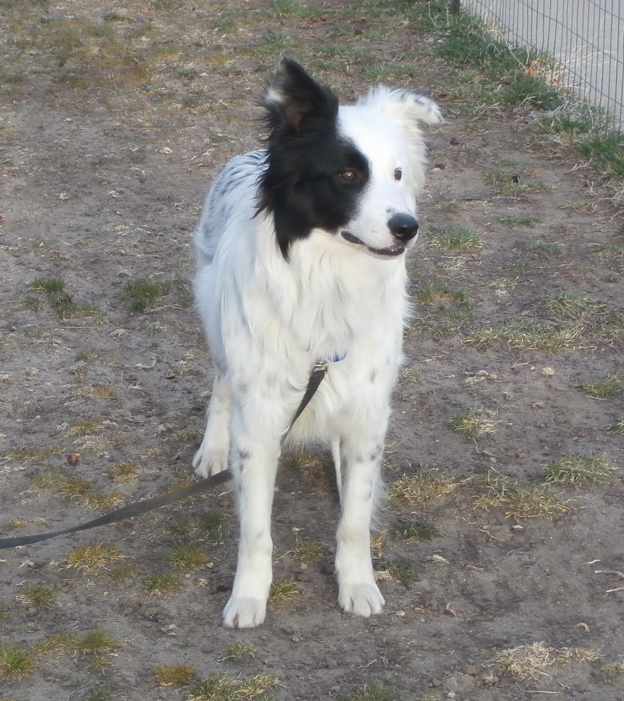 Enlarge Keller, a Adoptable Border Collie in Glenrock, WY image 3/4
