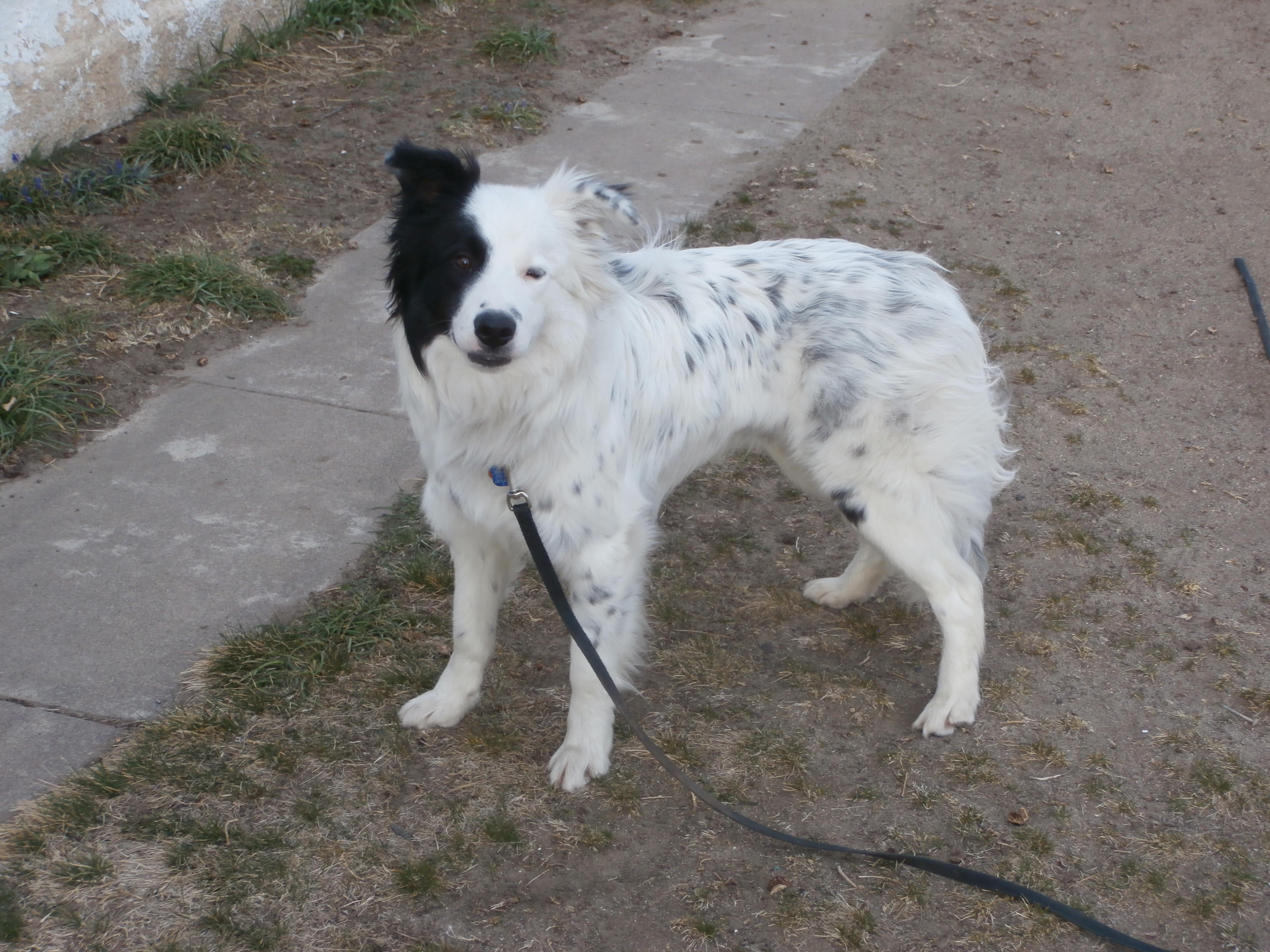 Keller, Adoptable, Young Male Border Collie.