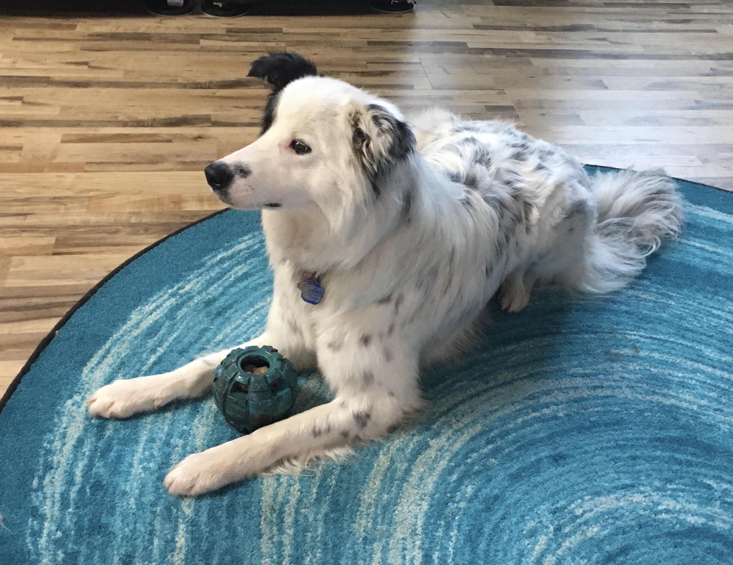 Enlarge Keller, a Adoptable Border Collie in Glenrock, WY image 4/4
