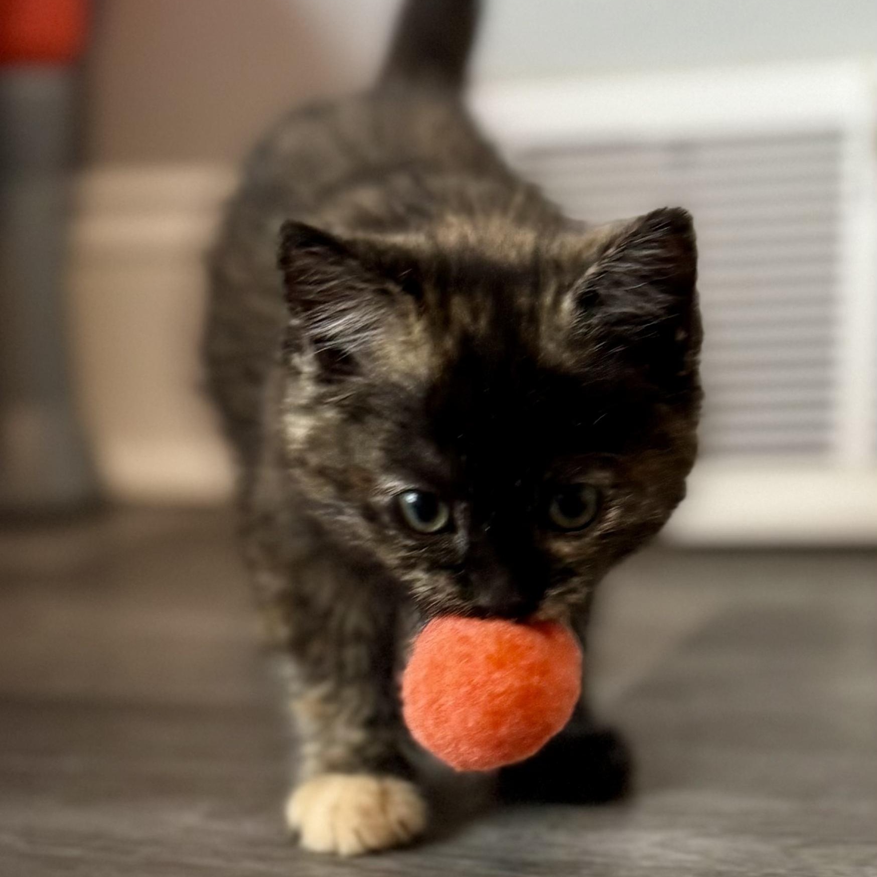 Ingrid, adopted, Kitten Female Domestic Short Hair.