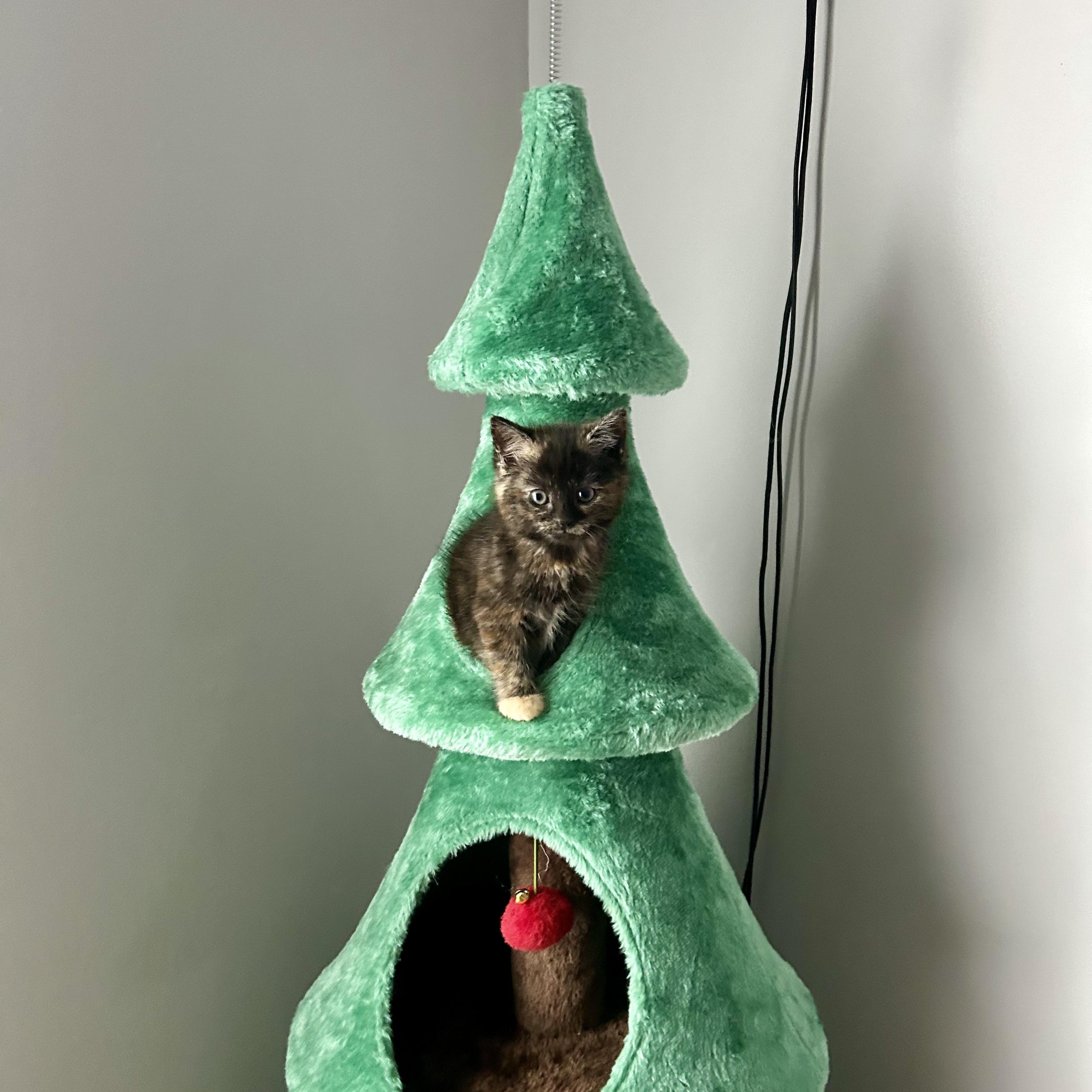 Enlarge Ingrid, an adopted Domestic Short Hair in Bear, DE image 2/3