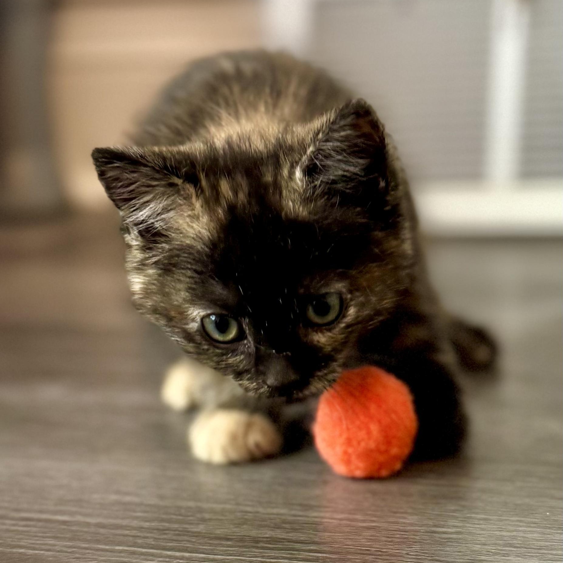 Enlarge Ingrid, an adopted Domestic Short Hair in Bear, DE image 3/3