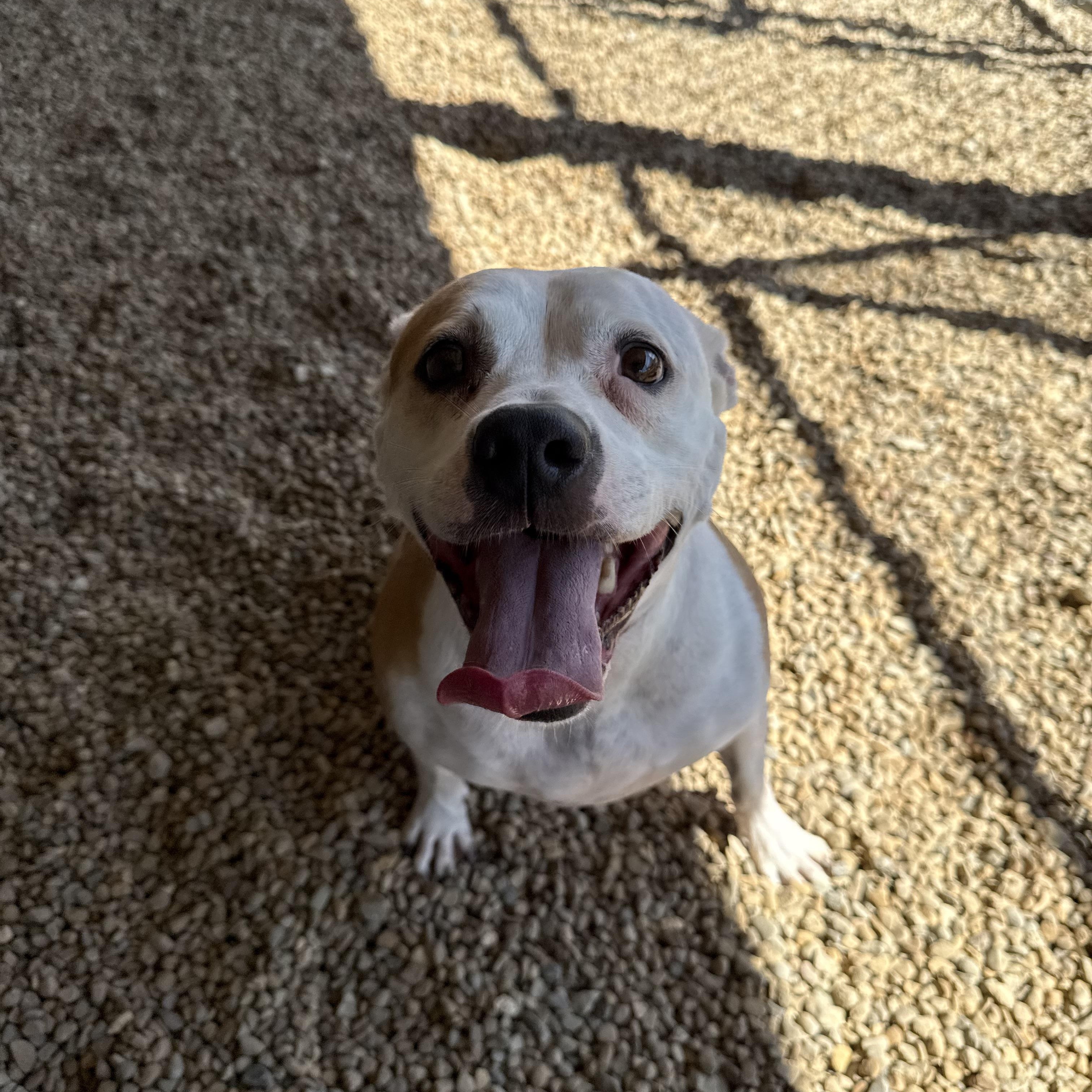 Millie, a Adoptable Pit Bull Terrier in Lincoln, IL image 2/4
