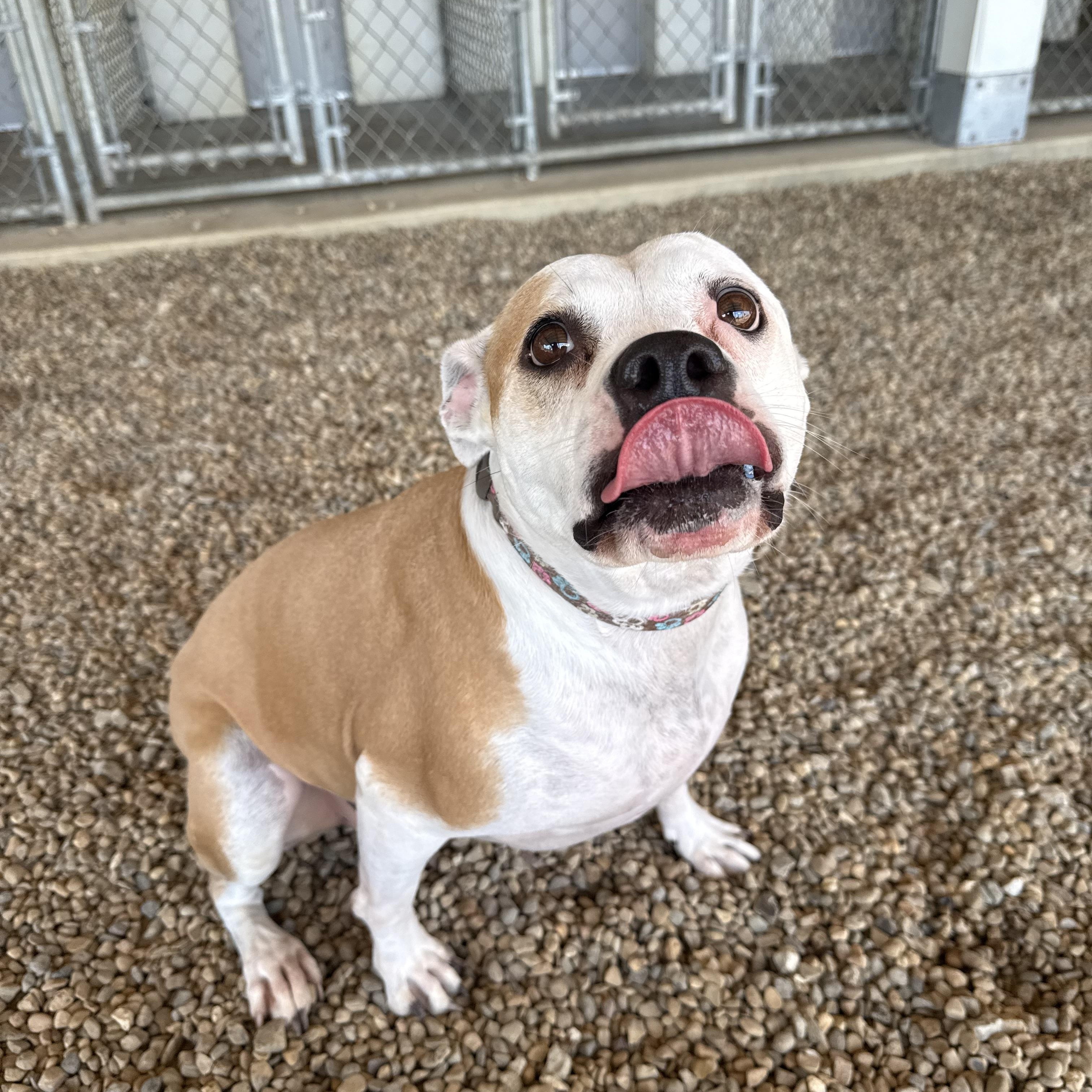 Millie, a Adoptable Pit Bull Terrier in Lincoln, IL image 1/4