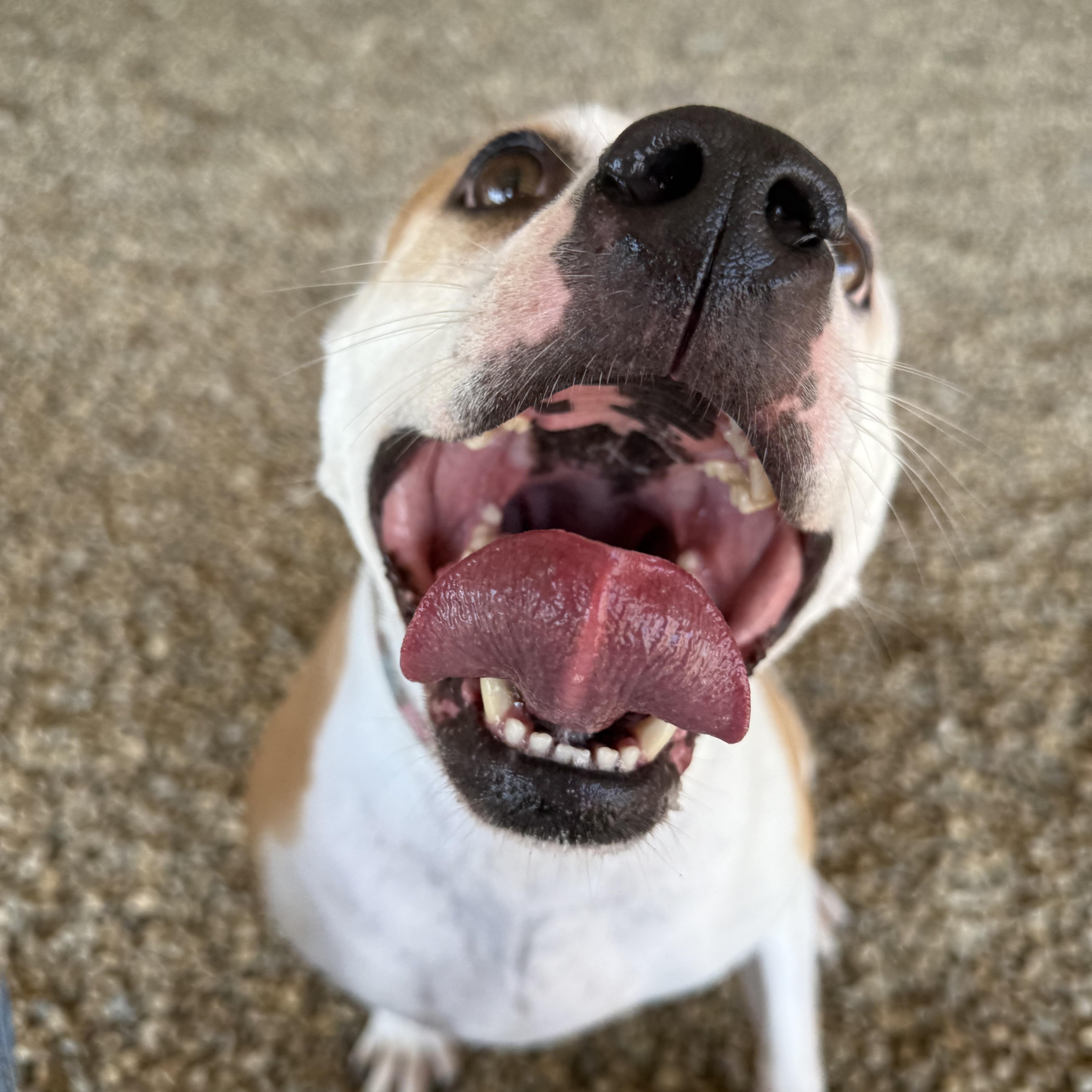 Millie, a Adoptable Pit Bull Terrier in Lincoln, IL image 3/4
