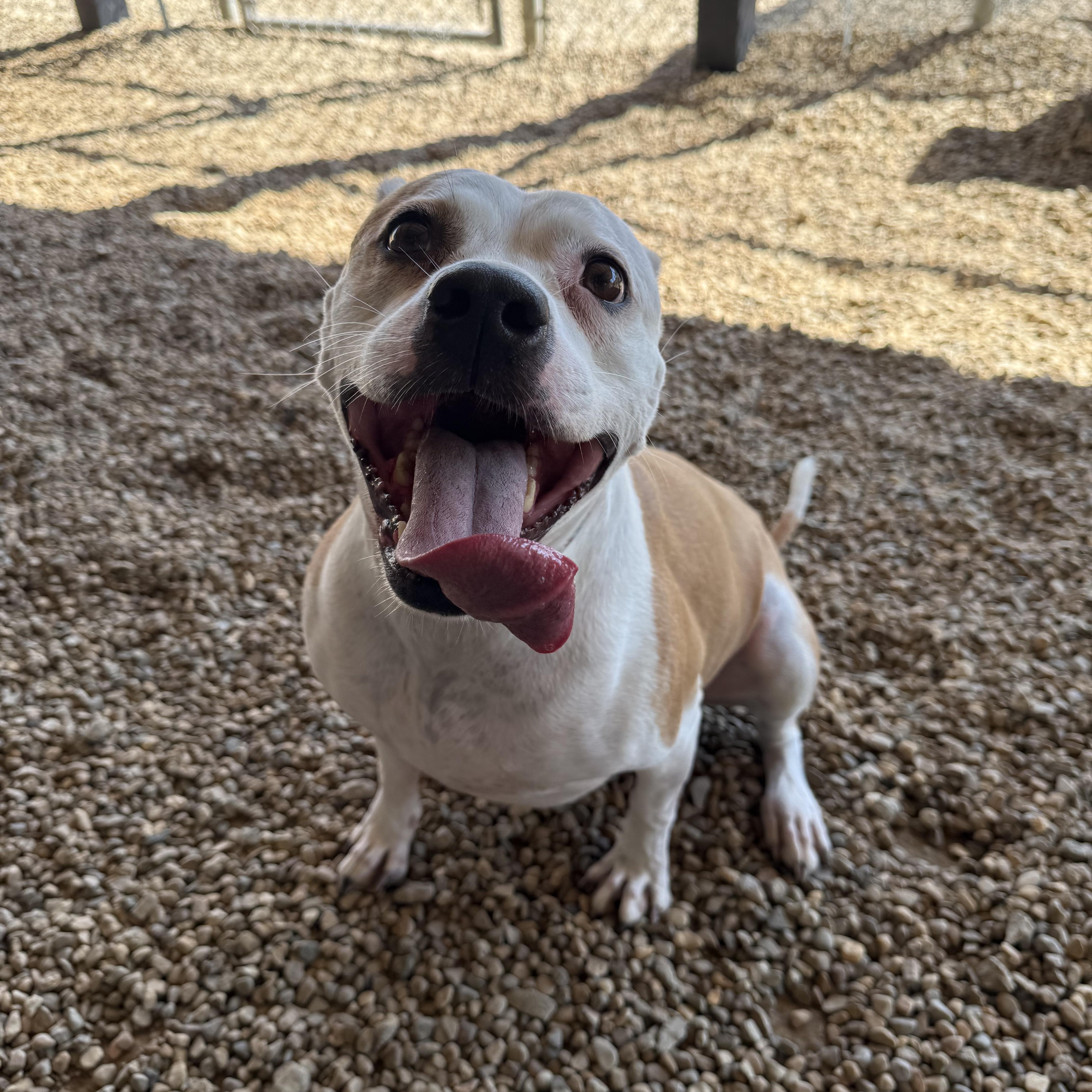 Millie, a Adoptable Pit Bull Terrier in Lincoln, IL image 4/4
