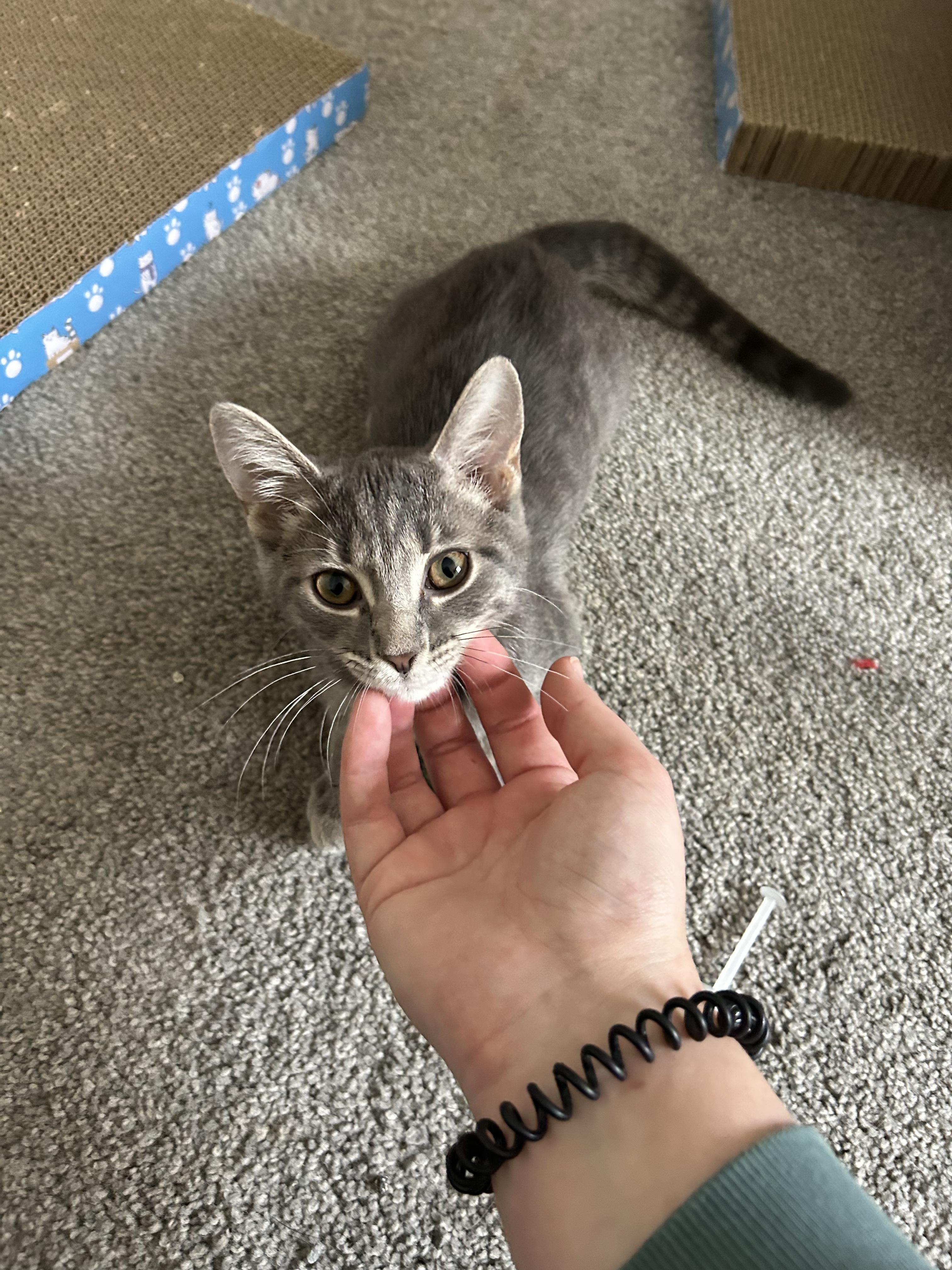 Enlarge Strawberry, a ADOPTABLE Domestic Short Hair in Columbus, OH image 3/6