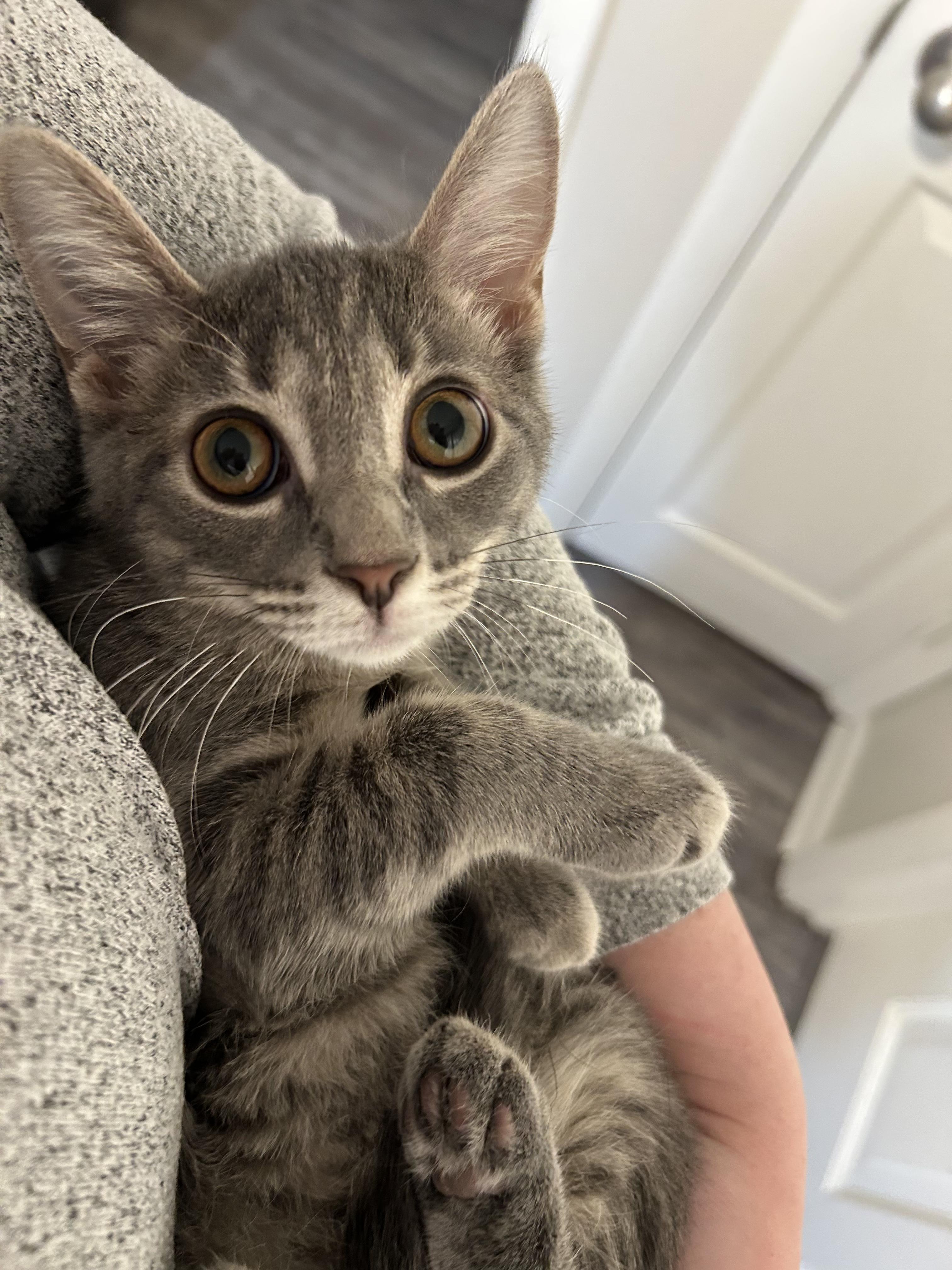 Enlarge Strawberry, a ADOPTABLE Domestic Short Hair in Columbus, OH image 2/6