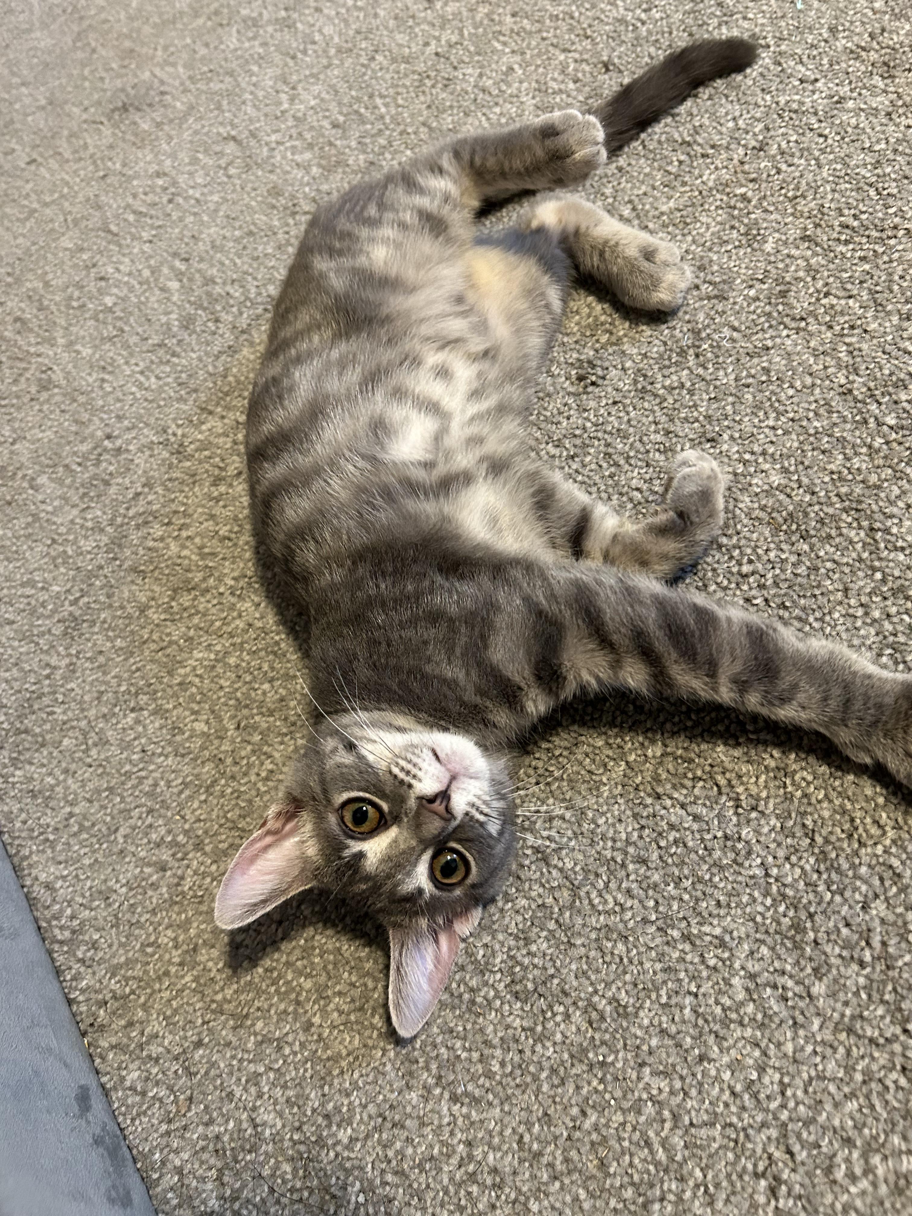 Enlarge Strawberry, a ADOPTABLE Domestic Short Hair in Columbus, OH image 6/6