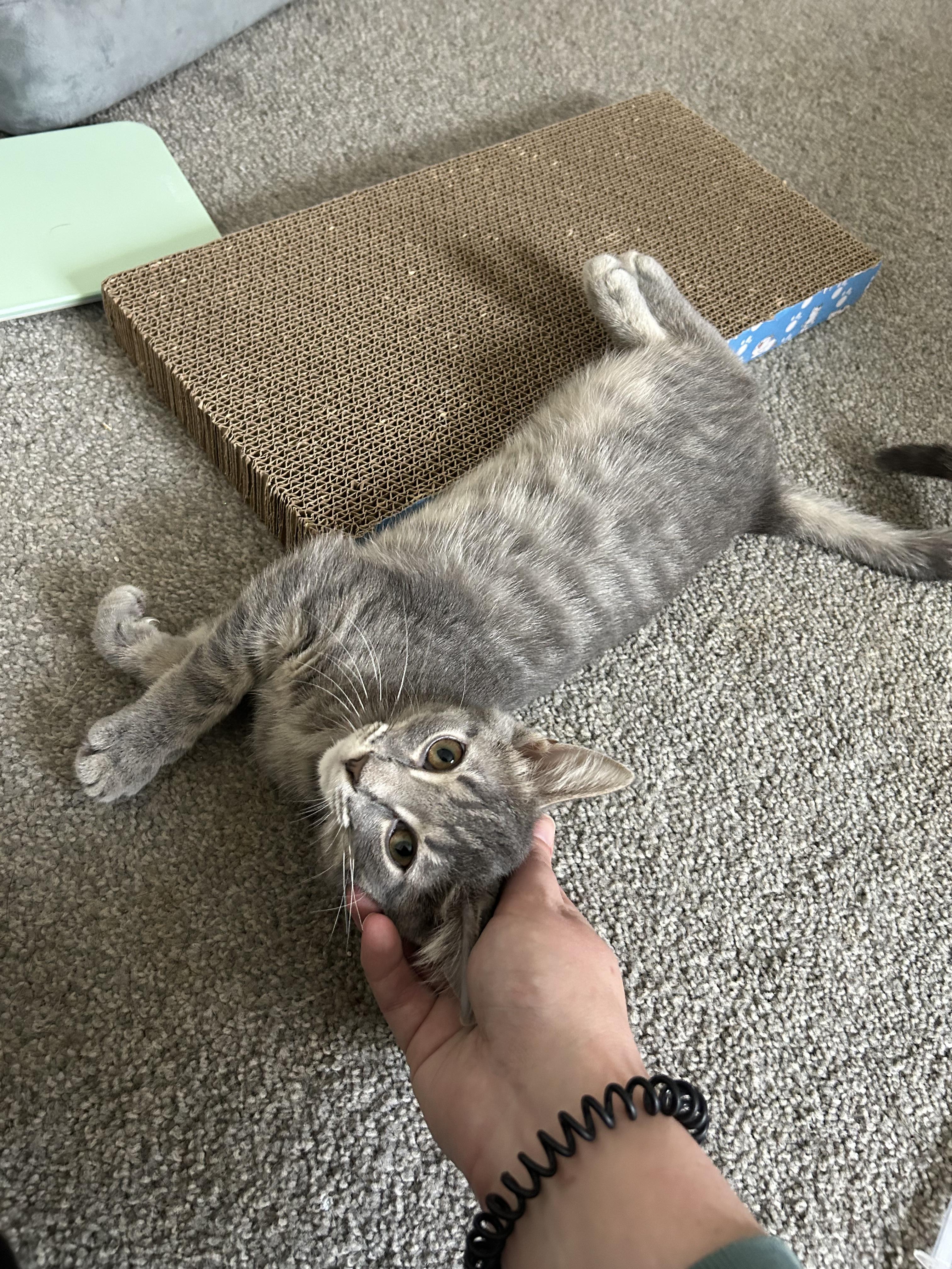 Enlarge Strawberry, a ADOPTABLE Domestic Short Hair in Columbus, OH image 5/6