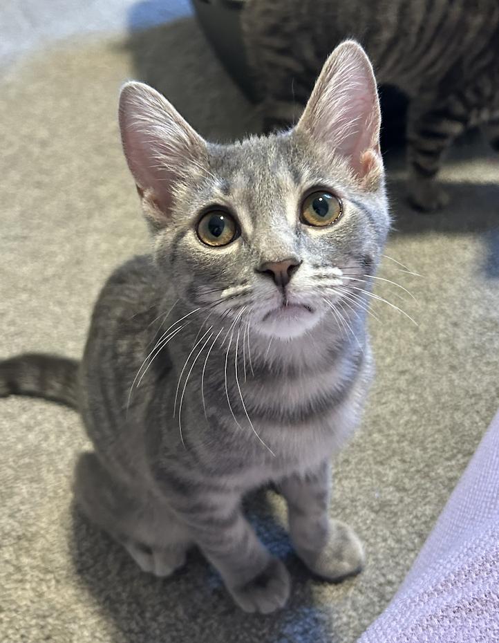 Strawberry, ADOPTABLE, Kitten Female Domestic Short Hair.
