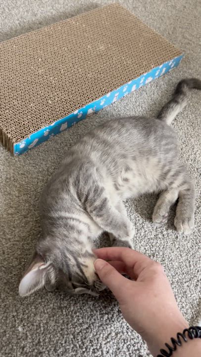 Enlarge Strawberry, a ADOPTABLE Domestic Short Hair in Columbus, OH video 4/6