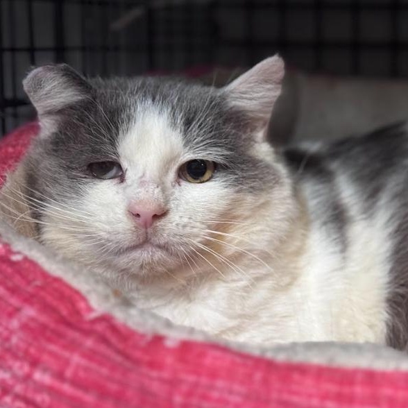 Enlarge Boingo, a ADOPTABLE Domestic Short Hair in Newburgh, NY image 1/4