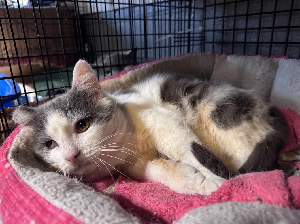 Boingo, a ADOPTABLE Domestic Short Hair in Newburgh, NY image 3/4