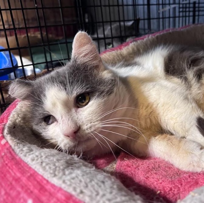 Enlarge Boingo, a ADOPTABLE Domestic Short Hair in Newburgh, NY image 3/4