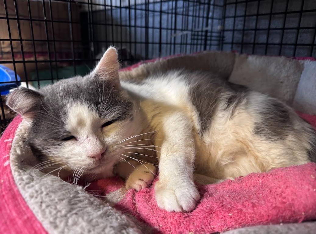 Boingo, a ADOPTABLE Domestic Short Hair in Newburgh, NY image 4/4
