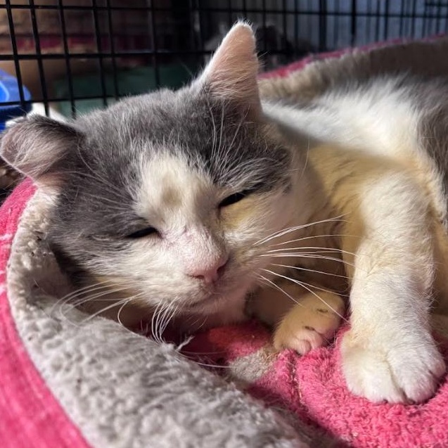 Enlarge Boingo, a ADOPTABLE Domestic Short Hair in Newburgh, NY image 4/4