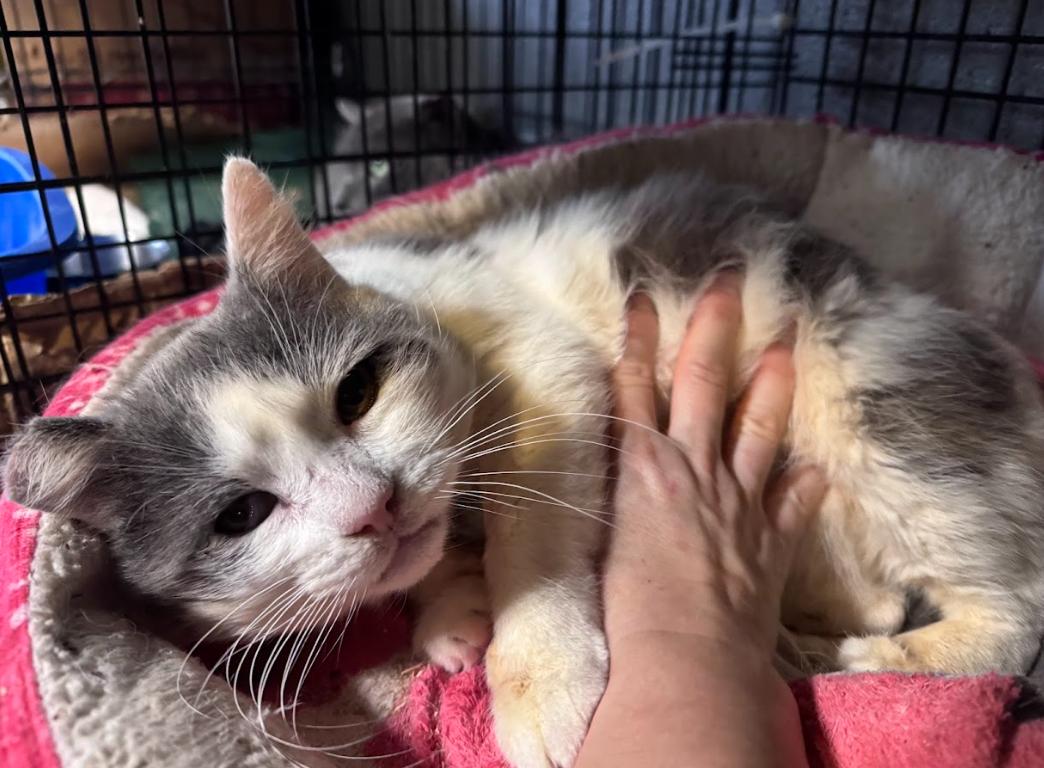 Boingo, a ADOPTABLE Domestic Short Hair in Newburgh, NY image 2/4