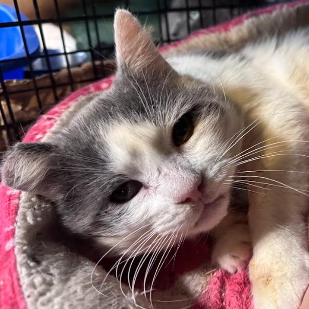 Enlarge Boingo, a ADOPTABLE Domestic Short Hair in Newburgh, NY image 2/4