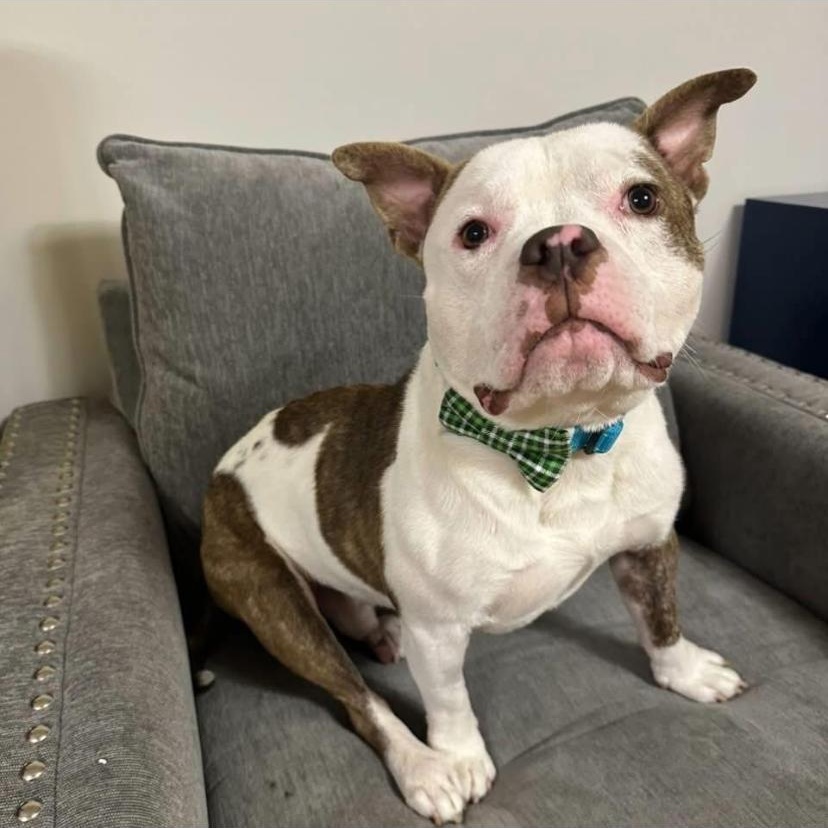 Drama, ADOPTABLE, Young Male American Bully.