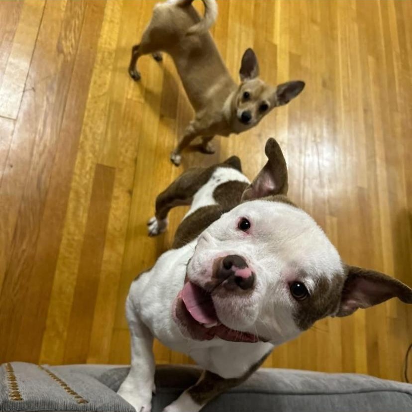 Enlarge Drama, a ADOPTABLE American Bully in Philadelphia, PA image 6/6