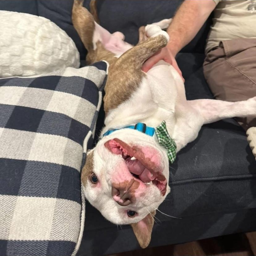 Enlarge Drama, a ADOPTABLE American Bully in Philadelphia, PA image 2/6