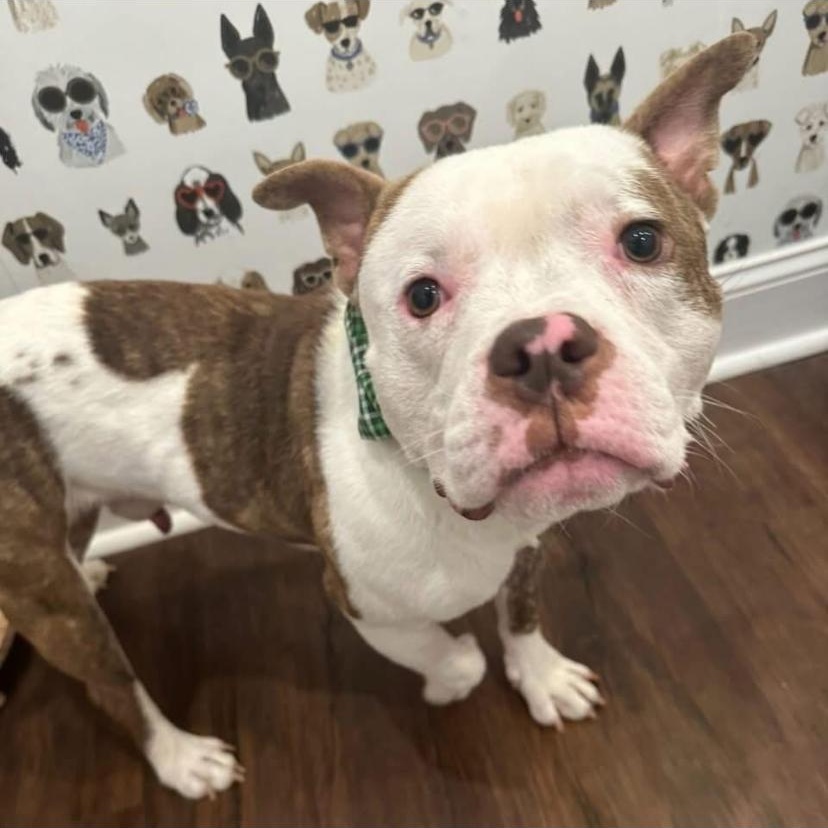 Enlarge Drama, a ADOPTABLE American Bully in Philadelphia, PA image 5/6