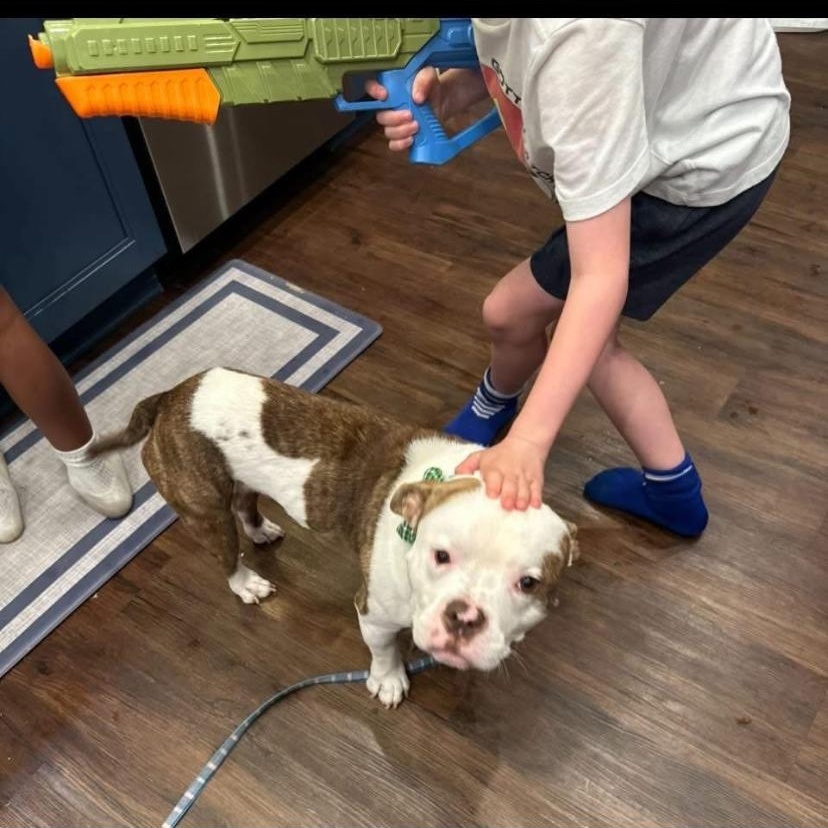 Enlarge Drama, a ADOPTABLE American Bully in Philadelphia, PA image 3/6